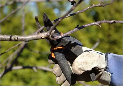 Tu dois tailler les arbres.