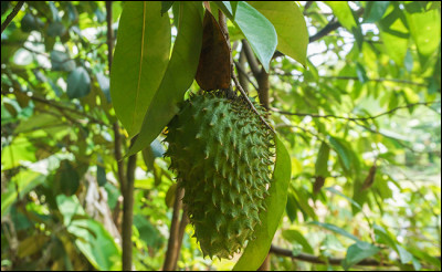Fr comme "fruit" : quel est ce fruit exotique épineux, à la chair blanche et pulpeuse, qu'on trouve en Amérique, principalement au Brésil et au Pérou, appelé aussi "sapotille" à la Réunion ?