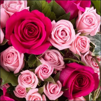 Comment s'appelle la plante dans "Harry Potter 2" ?