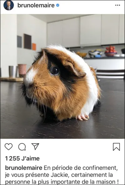 Habituellement, quelle quantité de foin, les cochons d'Inde mangent-ils par jour ?