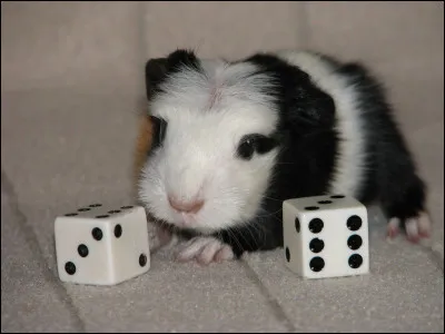 Est-il dangereux de laisser échapper son cochon d'Inde ?