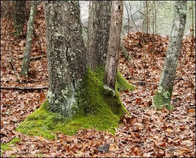 Que fabriquerais-tu avec ce que tu as sous la main ?