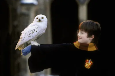 Comment s'appelle le harfang des neiges de Harry Potter ?