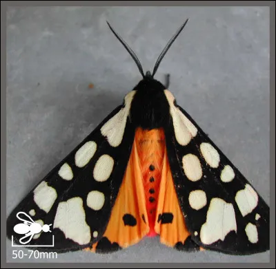 Est-il possible de tracer un triangle de côté AB = 1 cm, BC = 2 cm et AC = 4 cm ?