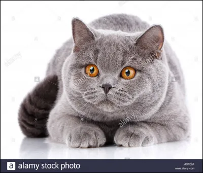 Qui est ce chat et qui est sa compagne ?