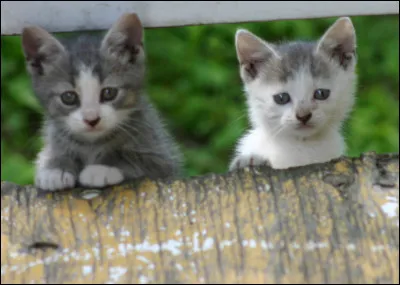 Ces chatons :