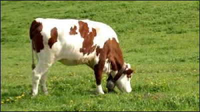 La vache possède un estomac à 4 poches appelées la panse, le bonnet, le feuillet et la caillette.
Il faut dire qu'elle _______ toute la journée !
