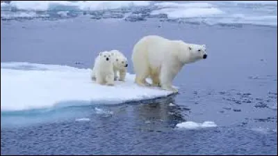 Quel est cet animal directement impacté par le changement climatique ?