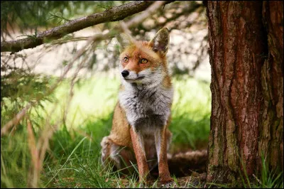 Nu comme "nuisible" : lequel de ces animaux n'est pas classé parmi les nuisibles, (2019) ?