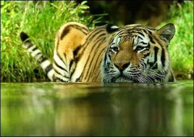 Quel animal pr&eacute;f&egrave;res-tu ?