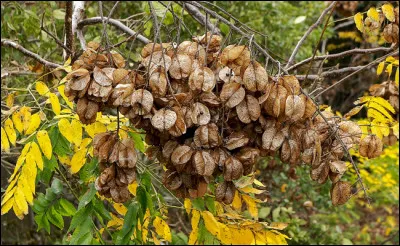 Qui se servait d'une cornude ?