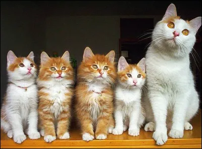 De quelle famille d'animaux le chat fait-il partie ?