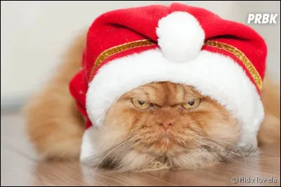 Dans lequel des pays ci-dessous le chat était-il vénéré autrefois ?