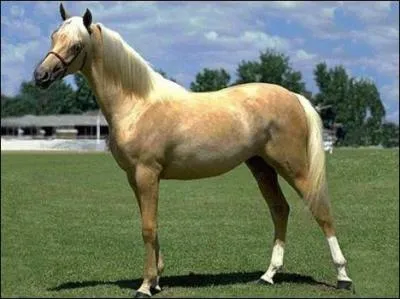 Quelle est la race qui se distingue par sa robe magnifique couleur des bls et sa jolie crinire blanche ?