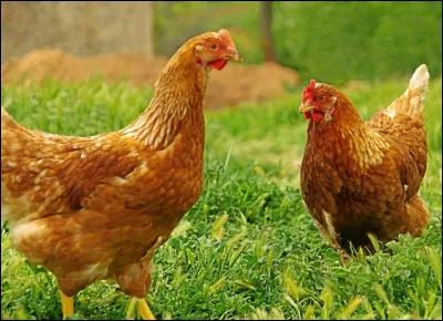 Quel est le cri de la poule ?