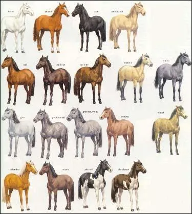 Parmi ces robes, laquelle ne fait pas partie des ' robes composes de deux couleurs spares ' ?