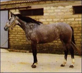 De quelles couleurs est compose la robe Rouan ?