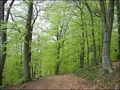 Quel est cet arbre ?