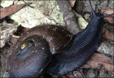 Les escargots terrestres sont tous végétariens !