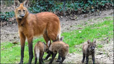 Ce canidé est un dhole, un chien sauvage d'Asie !