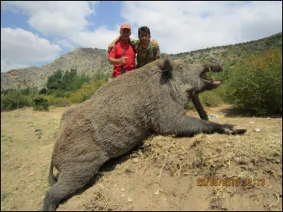 C'est le plus gros sanglier du monde, il vit dans les Balkans et peut allègrement dépasser les 300 kg, c'est le sanglier Ceausescu !