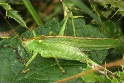 La grande sauterelle verte est un prédateur carnassier !