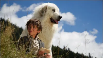 Belle comme "Belle" : De quelle race est cette chienne, dans le roman de Cécile Aubry ?