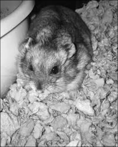 Comment s'appelle la mascotte de la chaîne ?