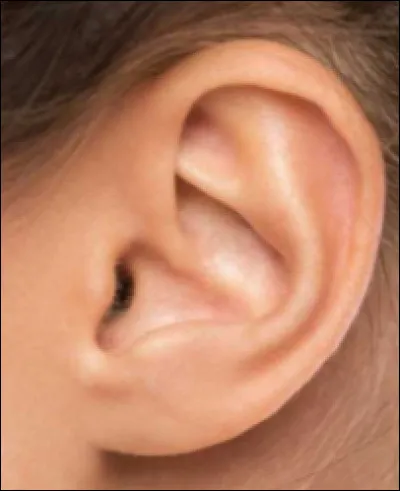 Comment dit-on "oreille" en anglais ?