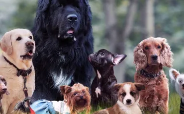 Quiz Races de chiens