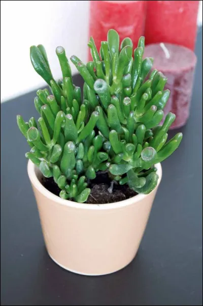 D'où est originaire le crassula ?
