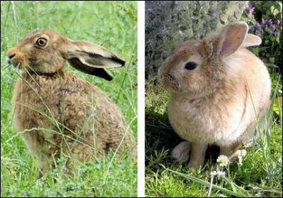 À quel ordre de mammifères appartiennent les lièvres et les lapins ?