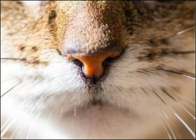 Pourrez-vous deviner à qui appartient ce museau ?