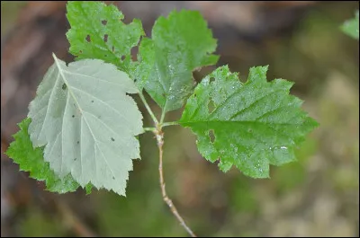 À quel arbre appartient cette feuille ?