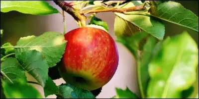 Quelle est la meilleure saison pour planter un arbre fruitier ?