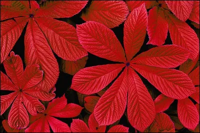 Quel arbre à feuille rouge n'existe pas ?