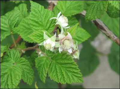 Cette feuille appartient à un arbre fruitier, lequel ?