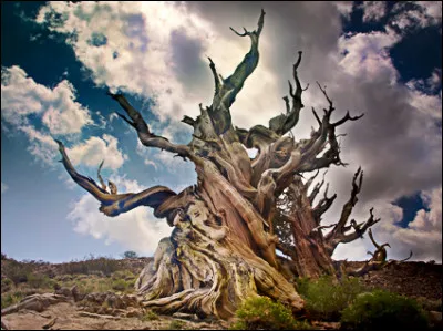 Quel est l'arbre le plus vieux du monde ?