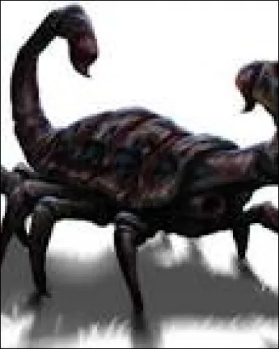 Quelle est la différence entre un mâle et une femelle Scrout ?