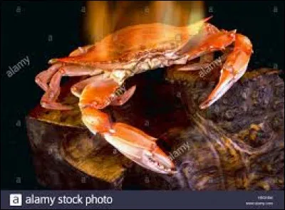 Où vit principalement le crabe de feu ?