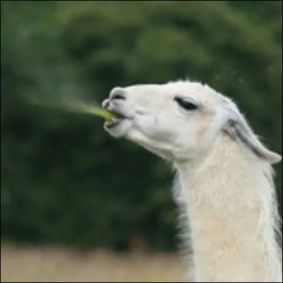 L'animal que tu préfères entre ceux-là :