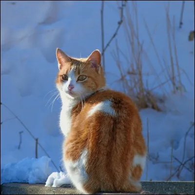 Aimes-tu les animaux ?