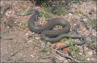 Coul...comme couleuvre : laquelle de ces couleuvres est venimeuse ?