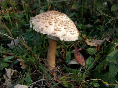 Coul...comme coulemelle : la coulemelle est-elle un champignon comestible ?