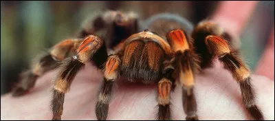 L'araign&eacute;e a 12 pattes :