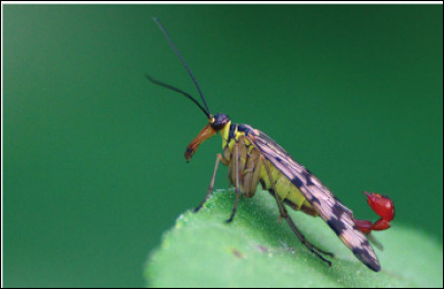 De nombreux insectes ont des aspects bizarres pour tromper leurs prédateurs. Quel est le nom de cet insecte ?