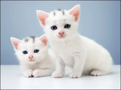 Comment appelle-t-on un humain ?