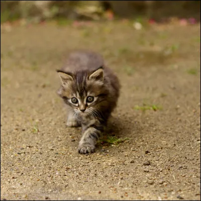 Pour être apprenti, un chaton doit avoir...