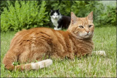 Qui est la dernière personne à avoir donné une vie à Étoile de Feu ?