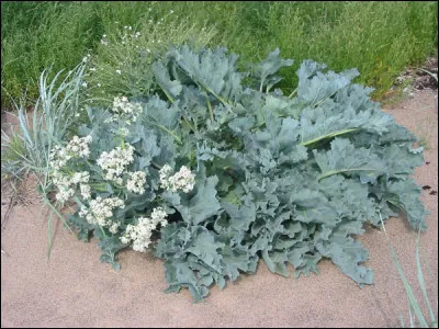 Si on change une lettre à cette plante, cela va faire mal. Laquelle est-ce ?